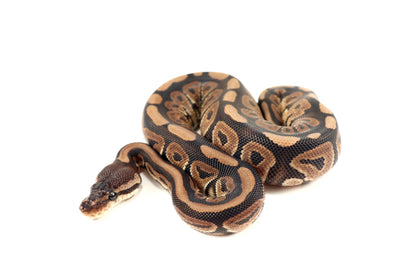 Cinnamon Phantom h. Desert Ghost Ball Python
