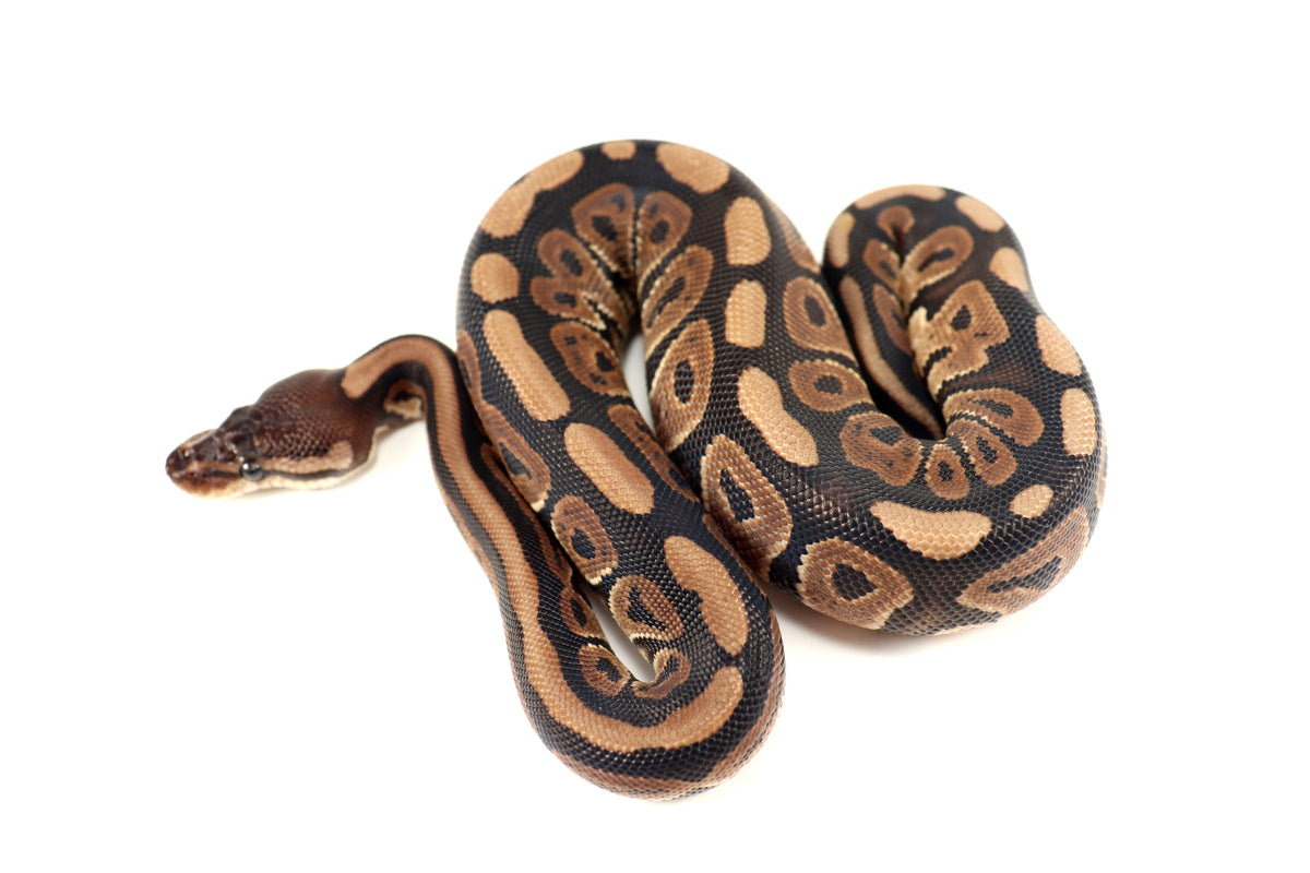 Cinnamon Phantom h. Desert Ghost Ball Python