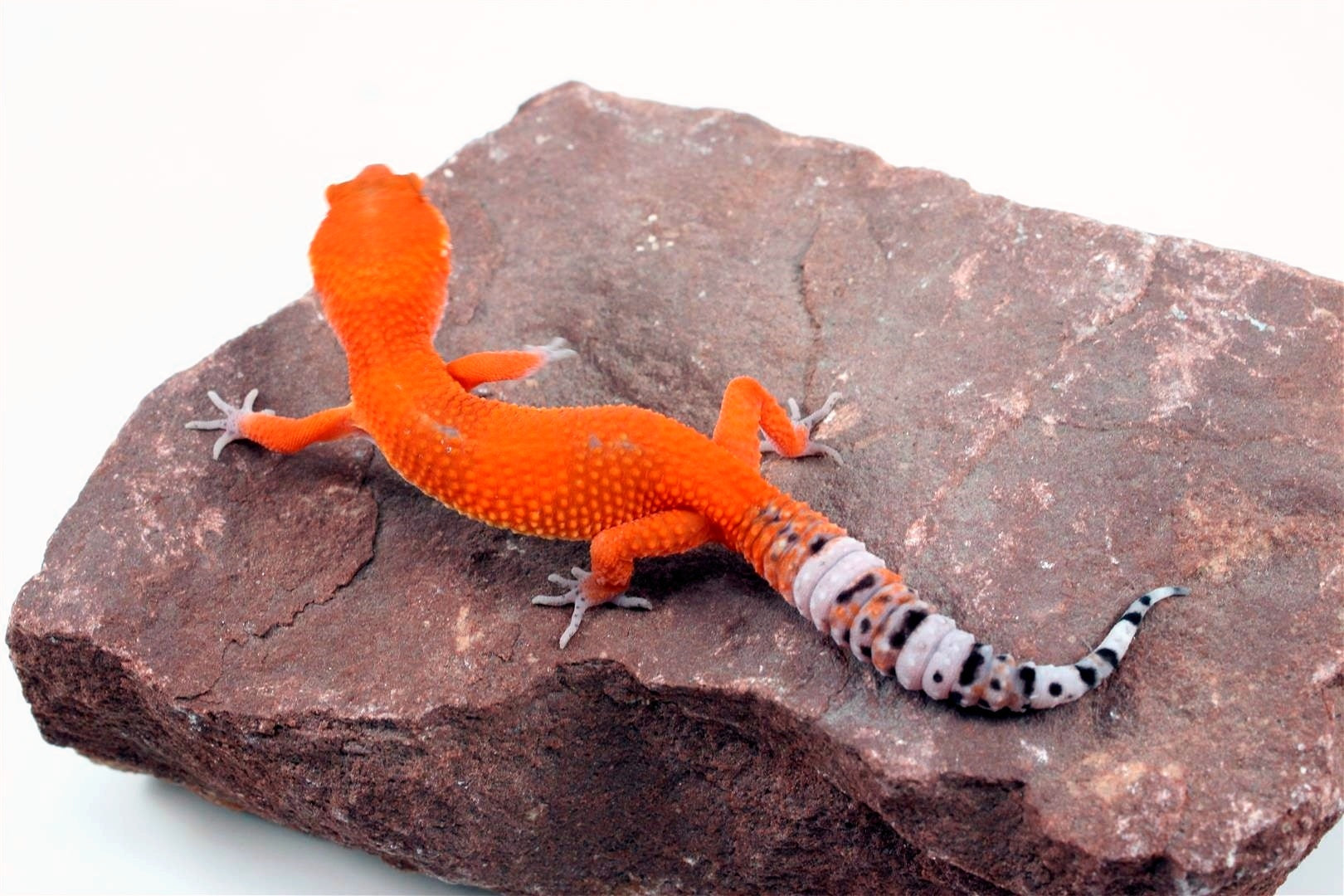 Tangerine Blood Mix Leopard Gecko All Reptiles