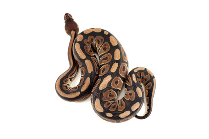 Cinnamon Phantom h. Desert Ghost Ball Python