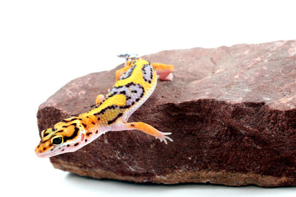 Bold Stripe Jungle Leopard Gecko