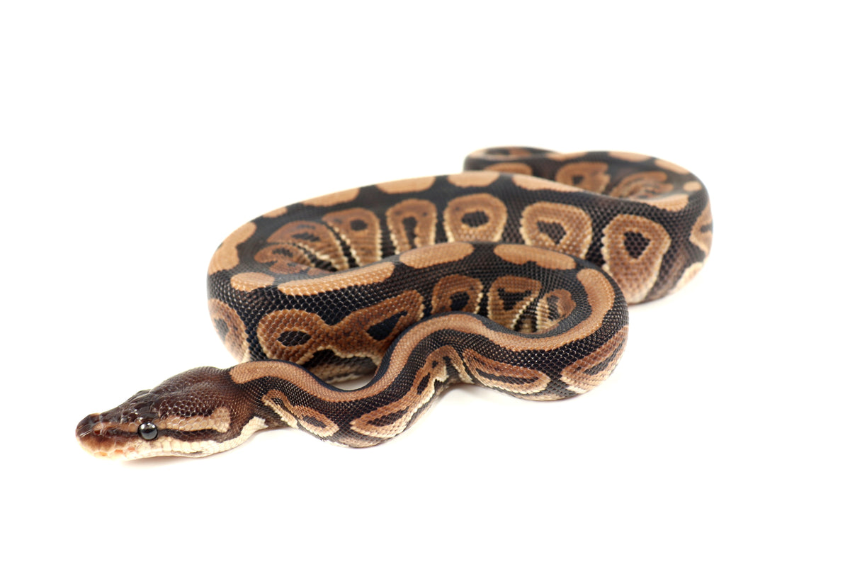 Cinnamon Phantom h. Desert Ghost Ball Python