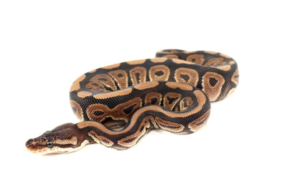 Cinnamon Phantom h. Desert Ghost Ball Python