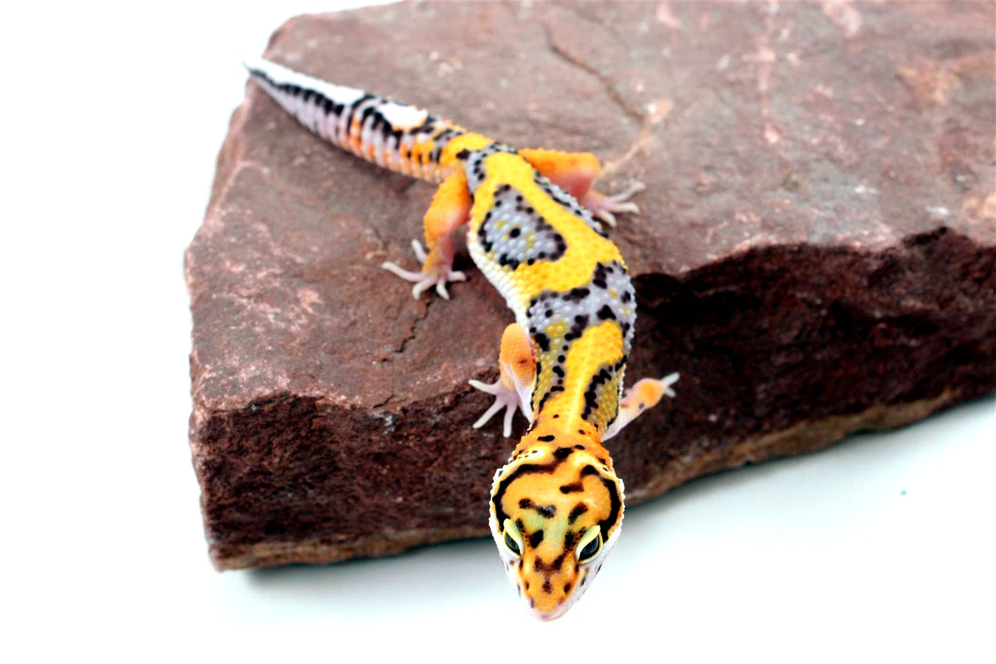 Bold Stripe Jungle Leopard Gecko