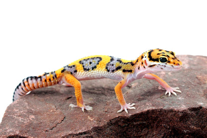 Bold Stripe Jungle Leopard Gecko