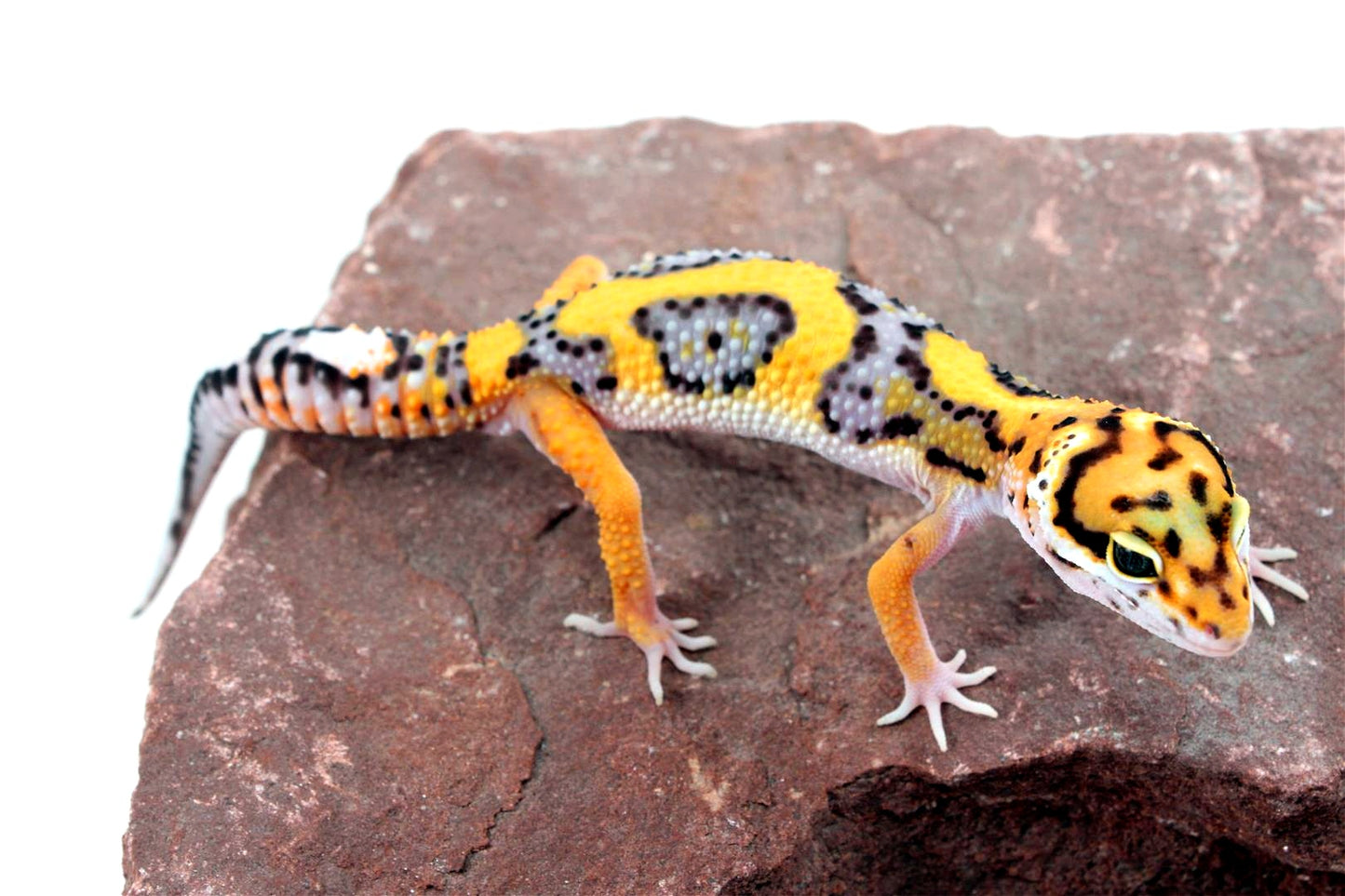 Bold Stripe Jungle Leopard Gecko