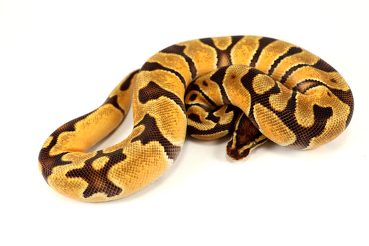Orange Dream Enchi Yellow Belly Ball Python
