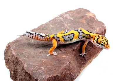 Bold Stripe Jungle Leopard Gecko