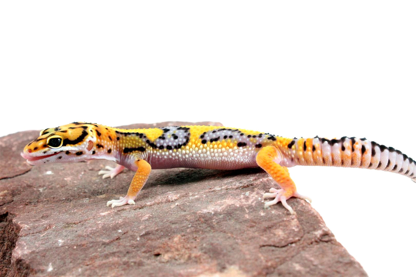 Bold Stripe Jungle Leopard Gecko