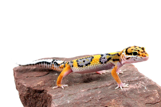 Bold Stripe Jungle Leopard Gecko