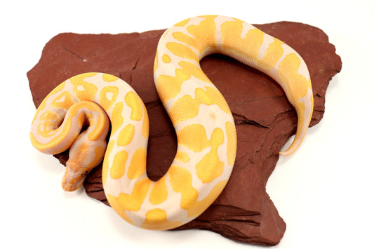 Lavender Albino h. Pied Ball Python