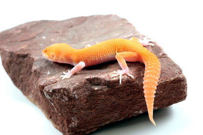 RAPTOR Leopard Gecko
