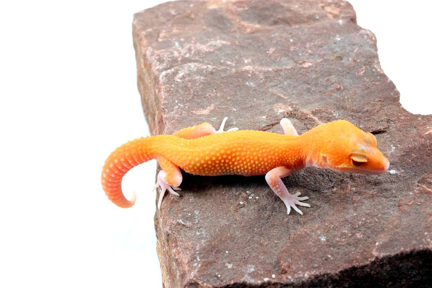 RAPTOR Leopard Gecko