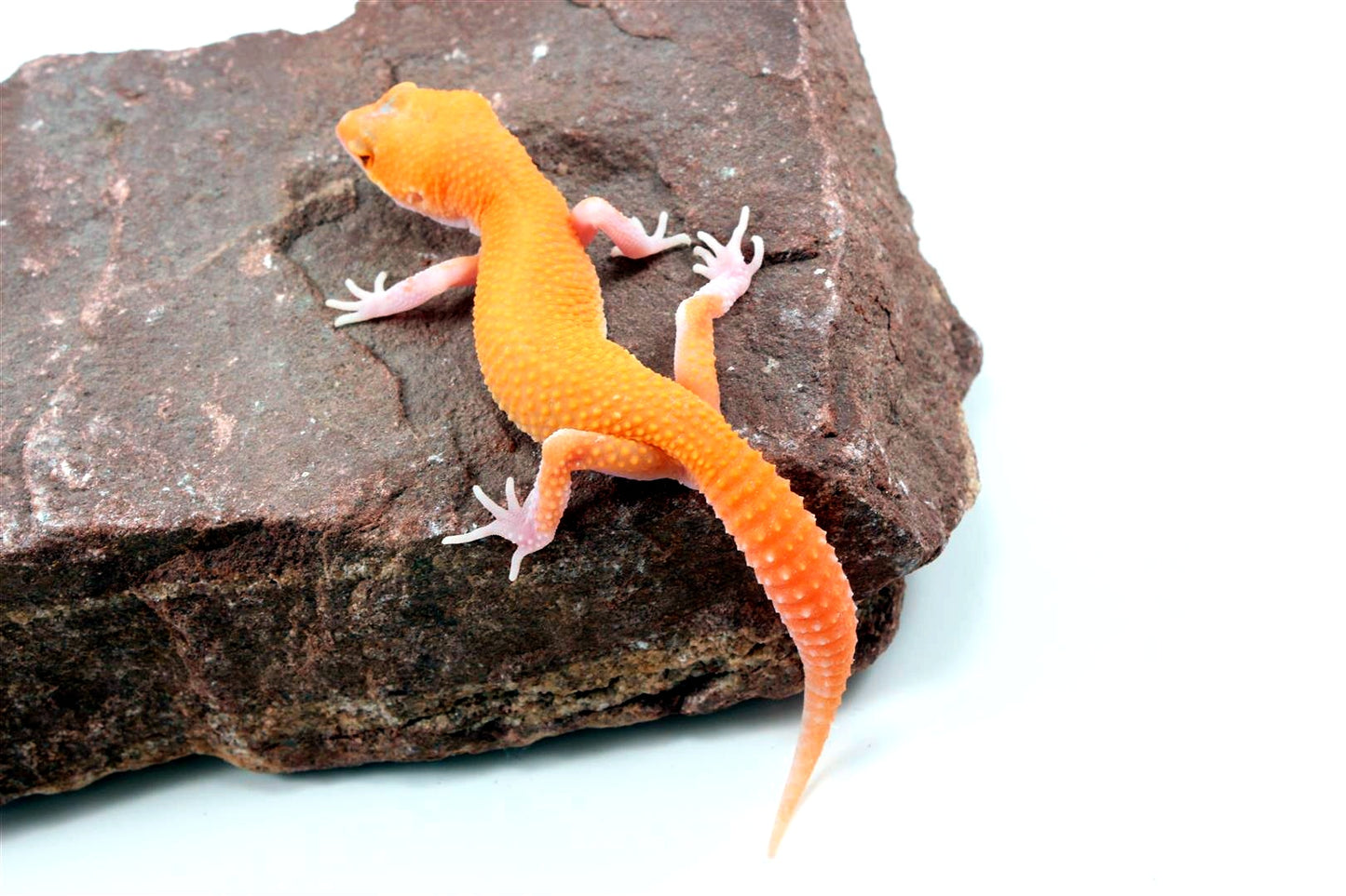 RAPTOR Leopard Gecko