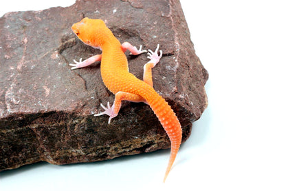 RAPTOR Leopard Gecko