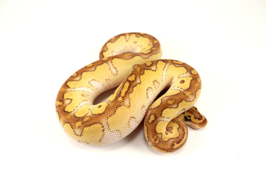 Pastel Lesser Clown Ball Python