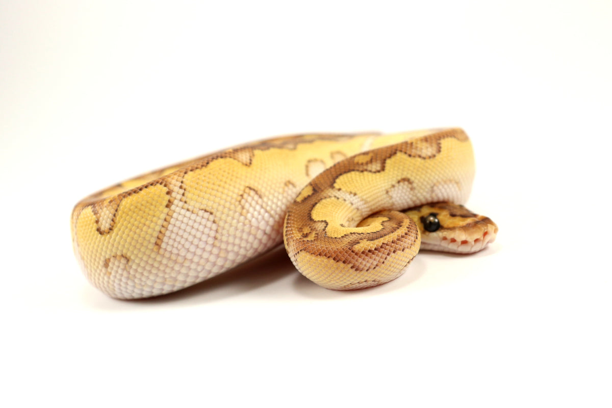 Pastel Lesser Clown Ball Python