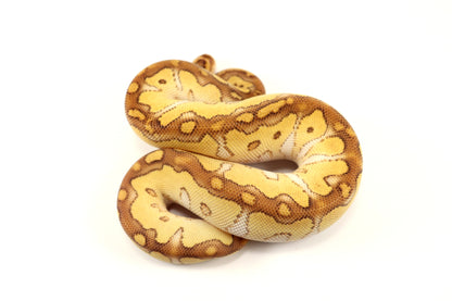 Pastel Lesser Clown Ball Python