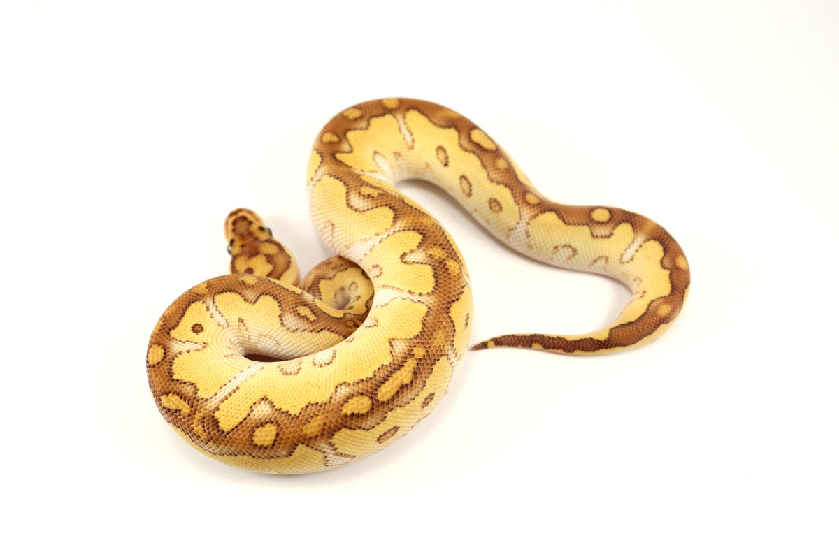 Pastel Lesser Clown Ball Python