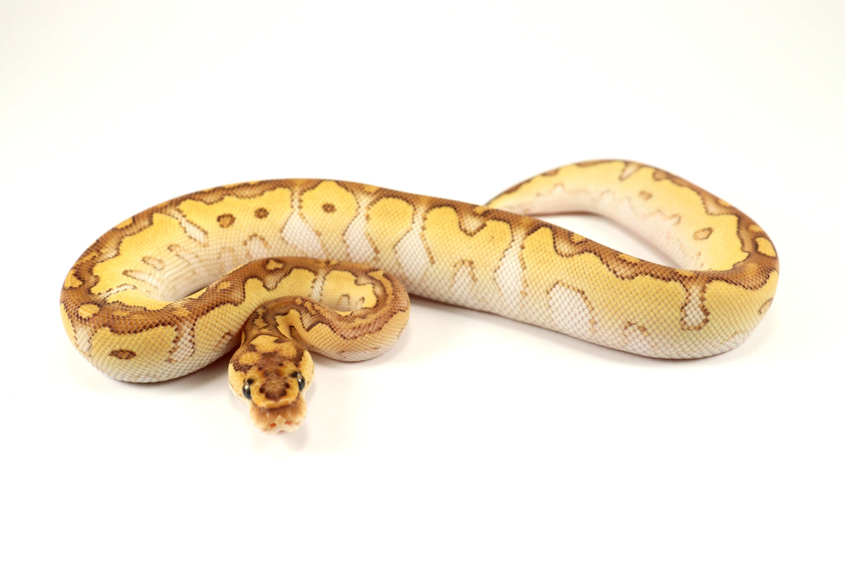 Pastel Lesser Clown Ball Python