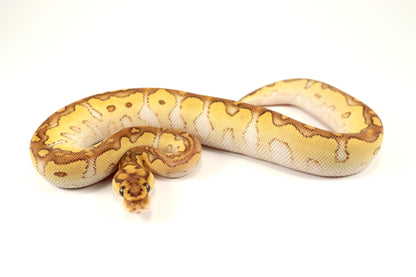 Pastel Lesser Clown Ball Python
