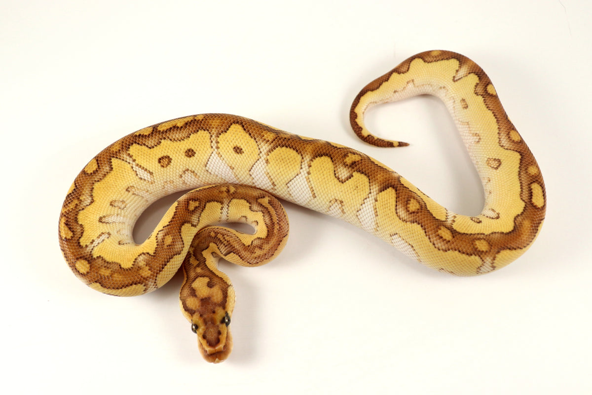 Pastel Lesser Clown Ball Python