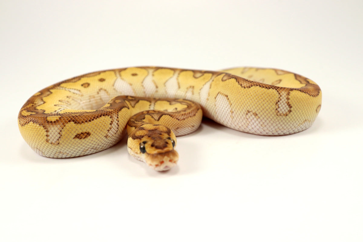 Pastel Lesser Clown Ball Python