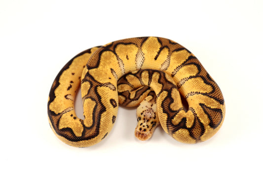 Pastel Clown Ball Python