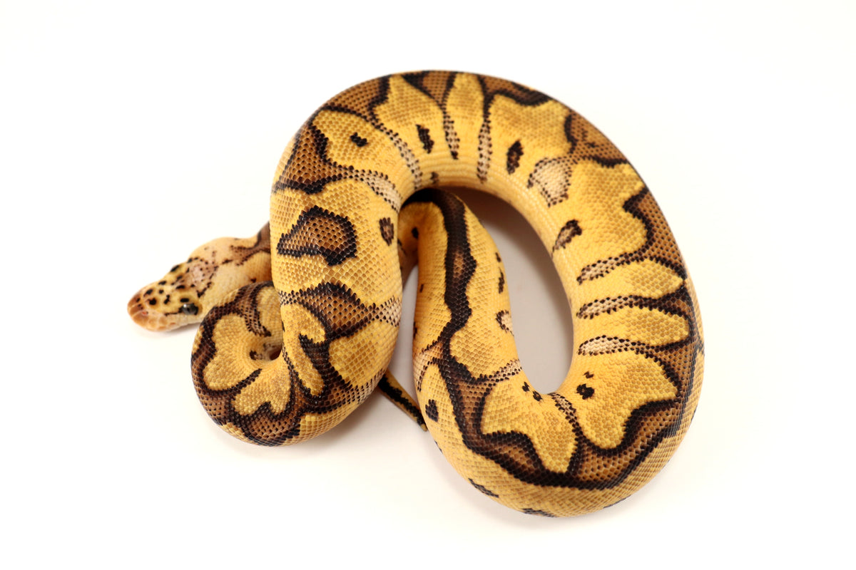 Pastel Clown Ball Python