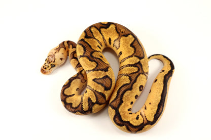Pastel Clown Ball Python