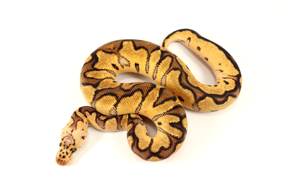 Pastel Clown Ball Python