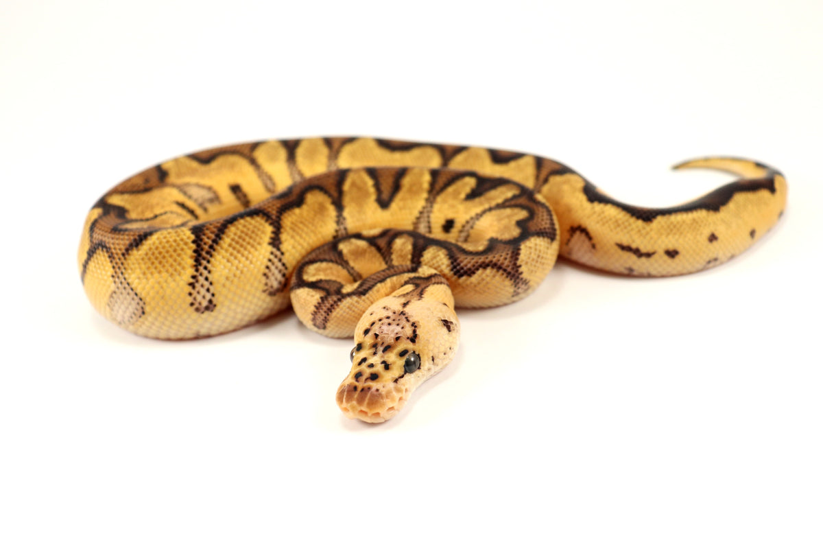 Pastel Clown Ball Python