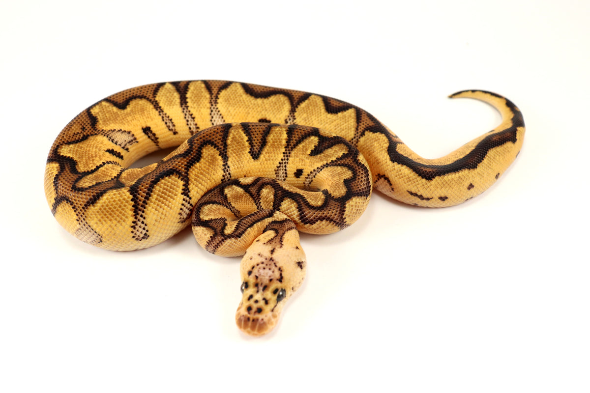Pastel Clown Ball Python
