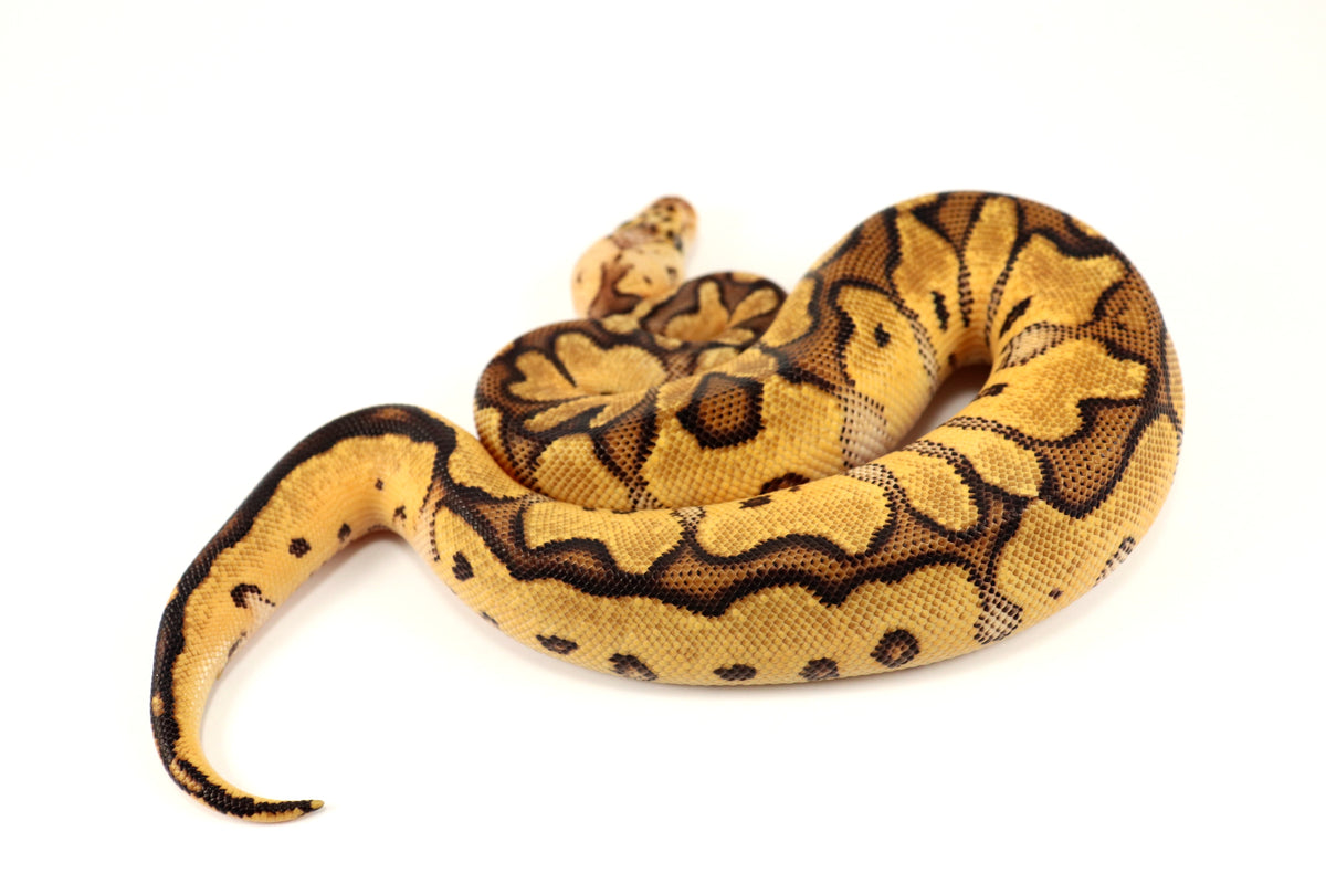 Pastel Clown Ball Python