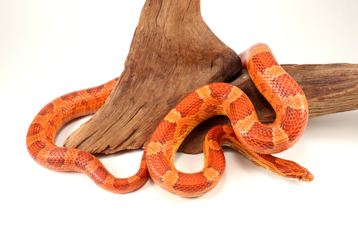 Amel Corn Snake