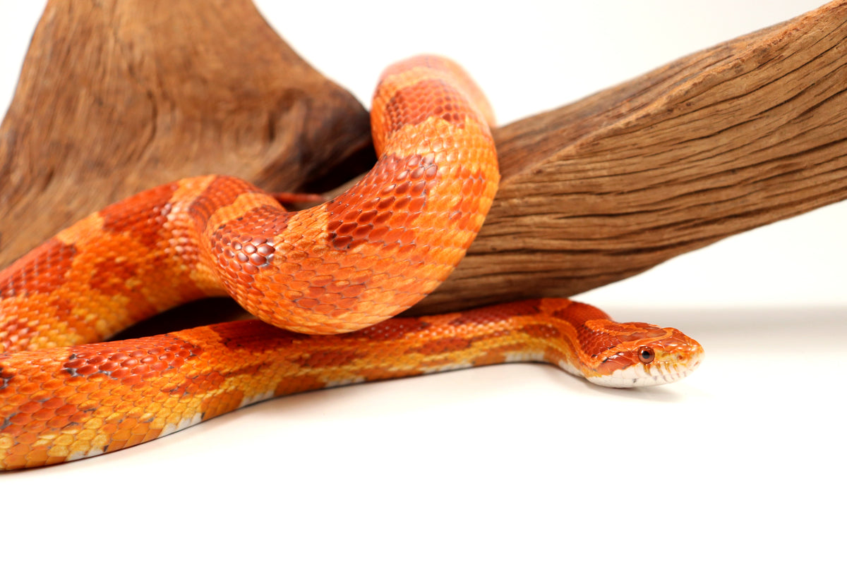 Amel Corn Snake