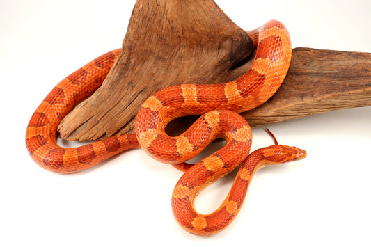 Amel Corn Snake