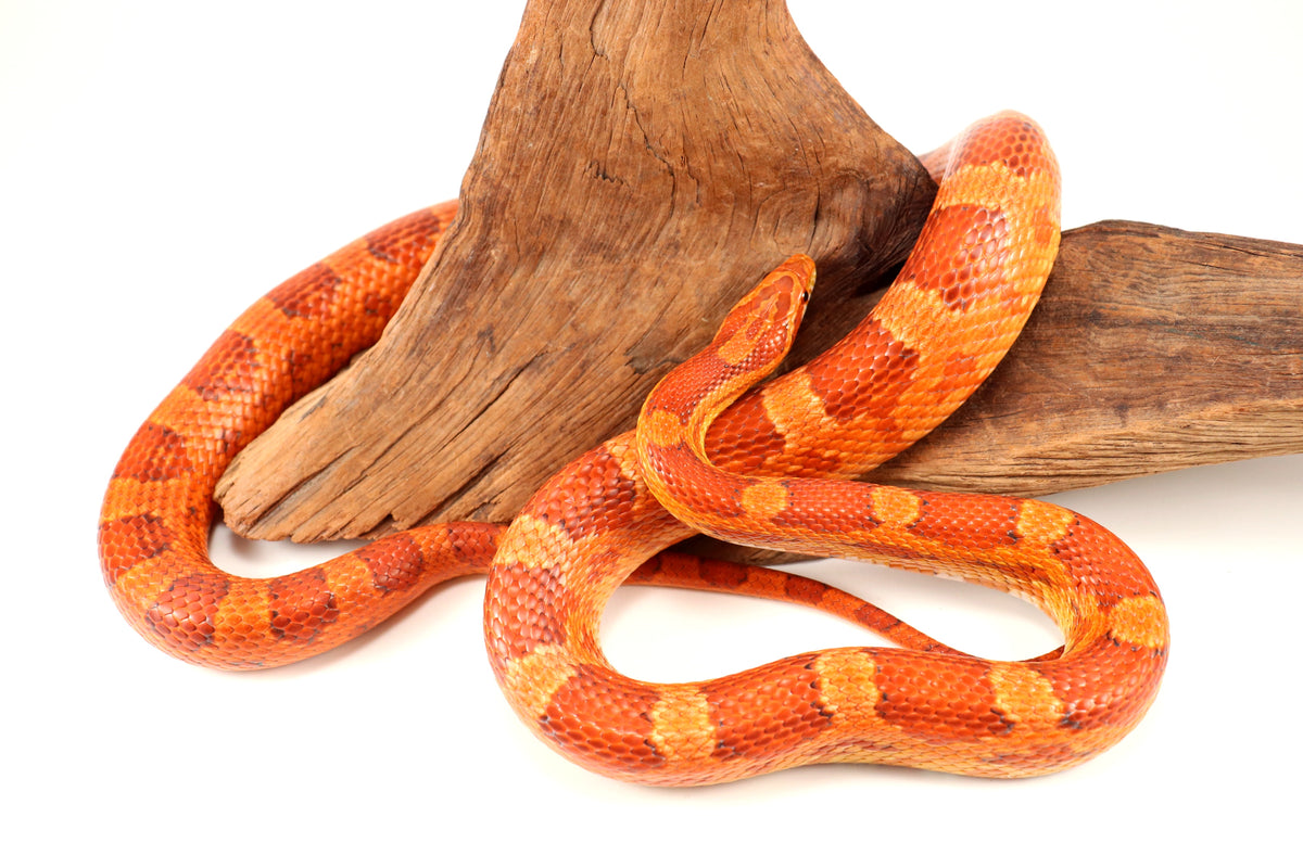 Amel Corn Snake