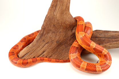 Amel Corn Snake