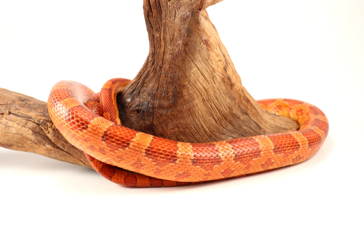 Amel Corn Snake