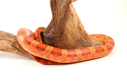 Amel Corn Snake