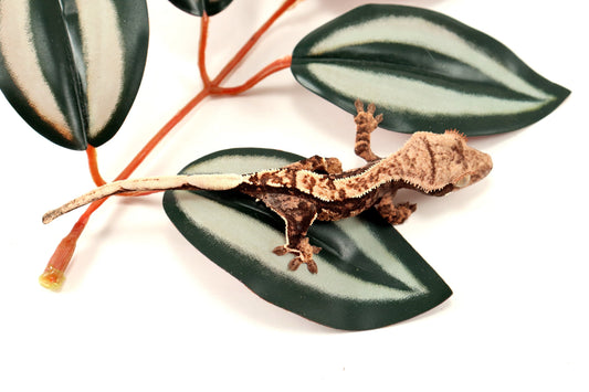 Extreme Harlequin Crested Gecko
