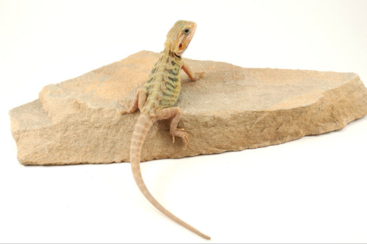 Hypo Translucent Leatherback Tiger Bearded Dragon