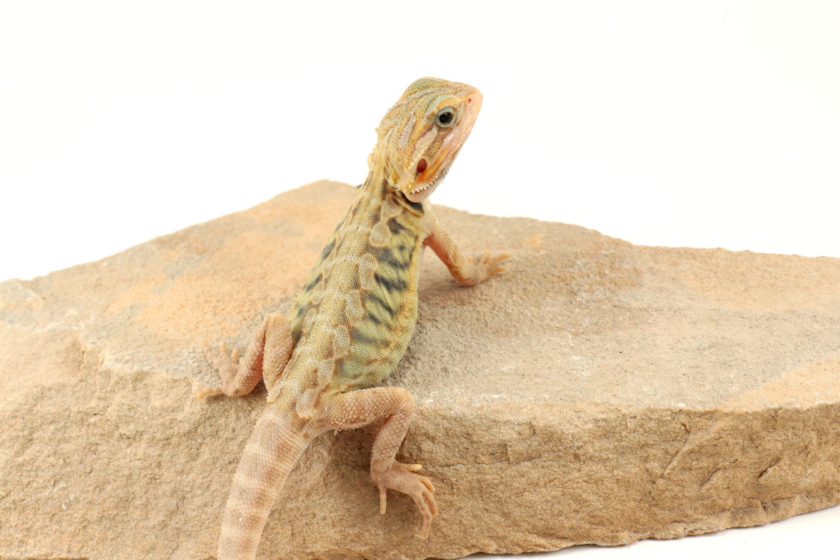 Hypo Translucent Leatherback Tiger Bearded Dragon
