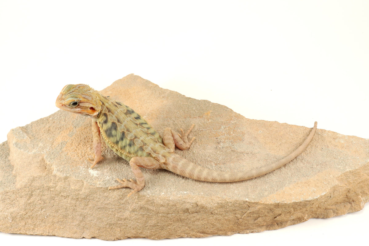 Hypo Translucent Leatherback Tiger Bearded Dragon