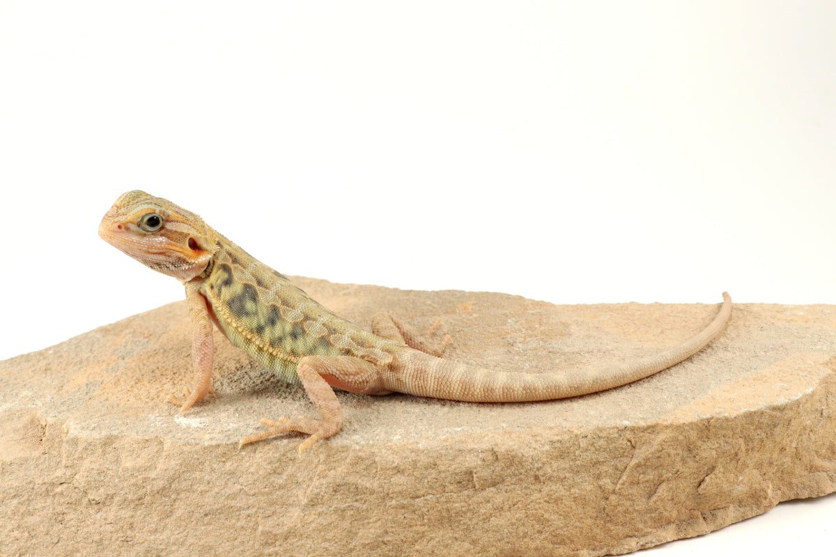 Hypo Translucent Leatherback Tiger Bearded Dragon