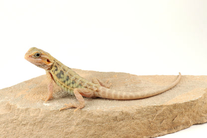 Hypo Translucent Leatherback Tiger Bearded Dragon