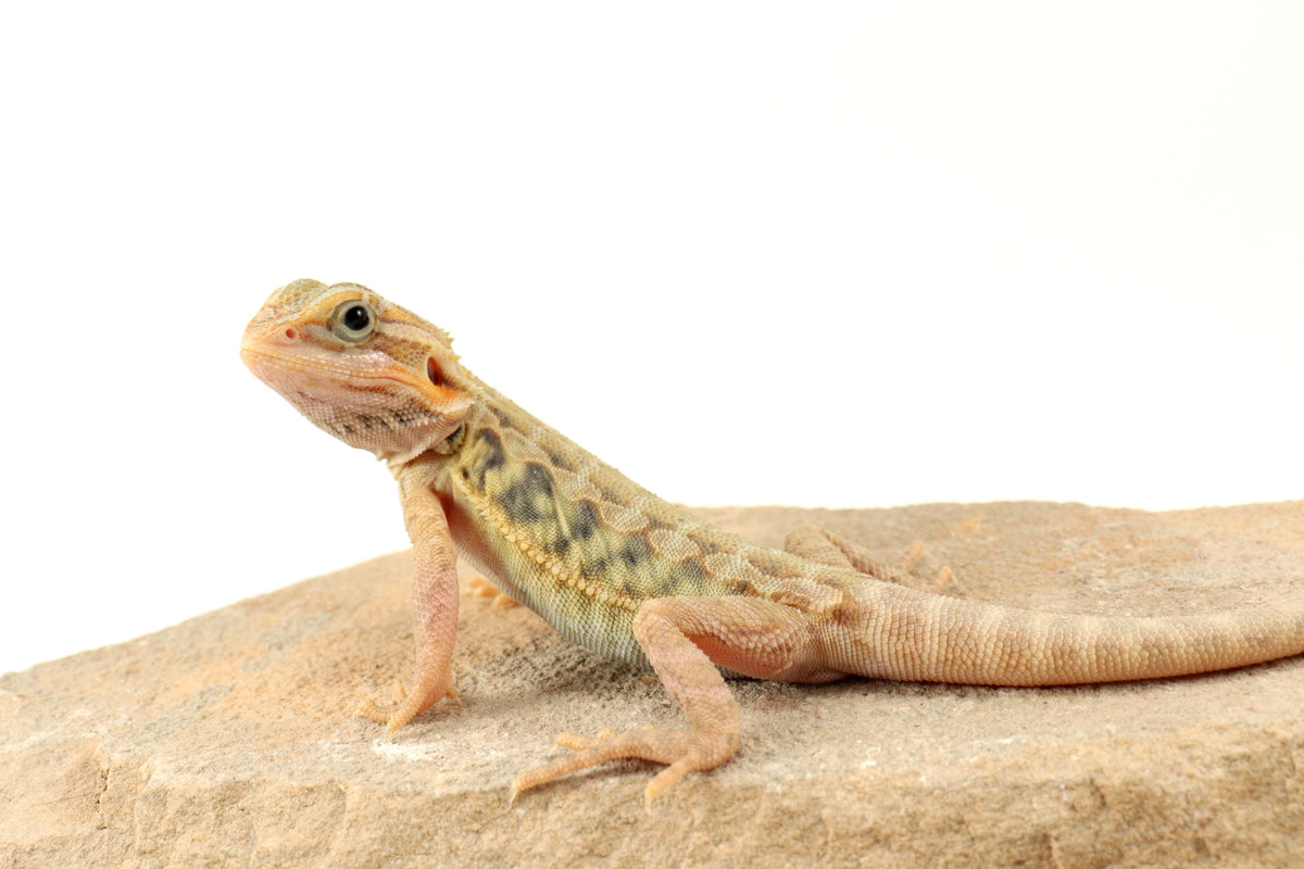 Hypo Translucent Leatherback Tiger Bearded Dragon