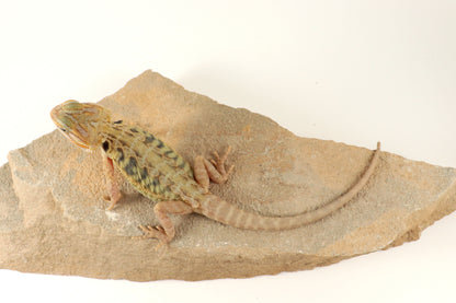 Hypo Translucent Leatherback Tiger Bearded Dragon
