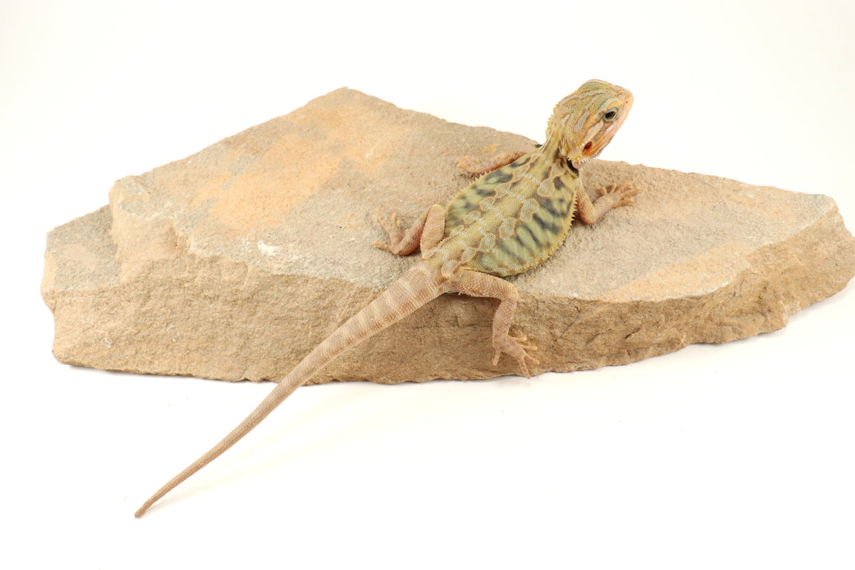 Hypo Translucent Leatherback Tiger Bearded Dragon